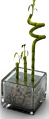 Bamboo 3D Model