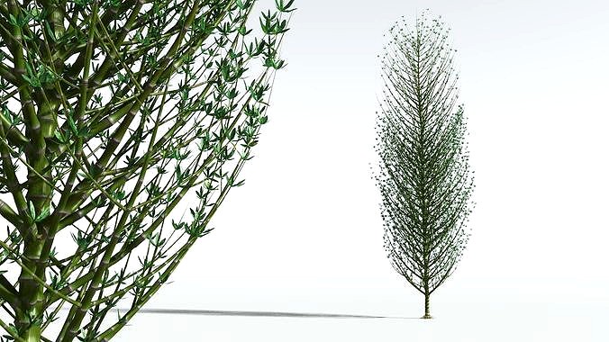 EVERYPlant Twisted Horsetail Tree 08 --12 Models--