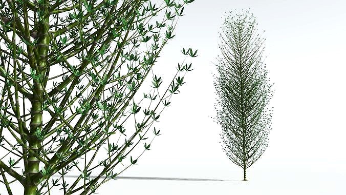 EVERYPlant Twisted Horsetail Tree 01 --12 Models--