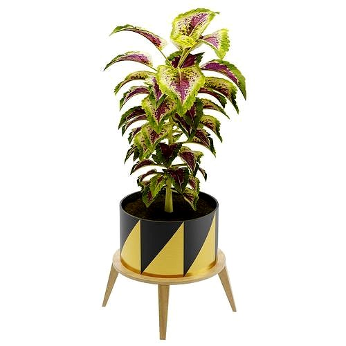 plant collection 02
