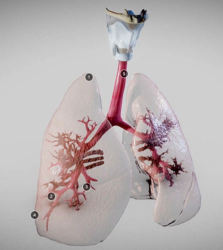 Pulmonary System Whole