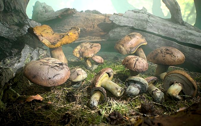 Realistic Forest Mushrooms - Suillus Brown Fungi