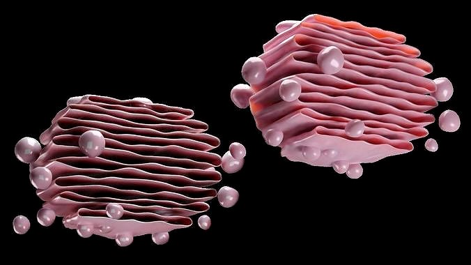 CELL- MICROBE
