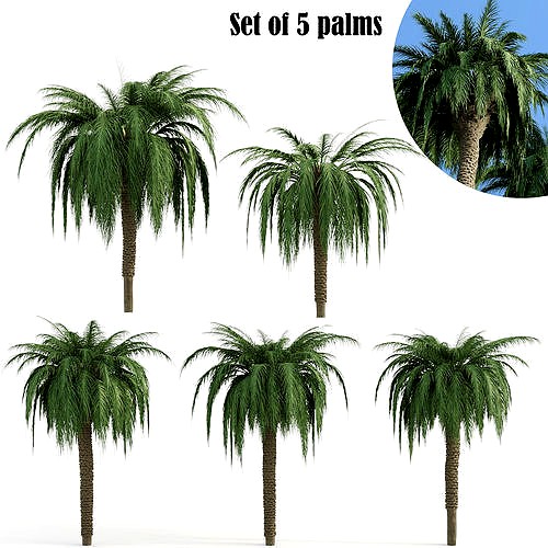 Set of 5 palm trees