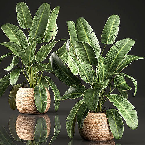 Decorative banana palms in a basket for the interior 589