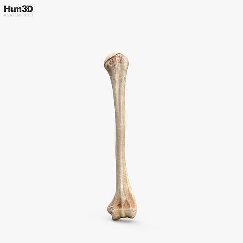 Humerus