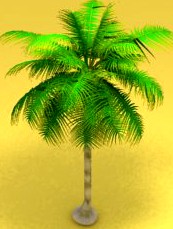 Palm Tree 3D Model