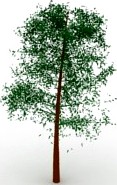 Tree 3D Model