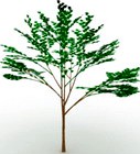 Tree 3D Model