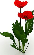 Flower 3D Model