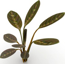 Plant 3D Model