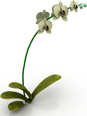 Flower 3D Model