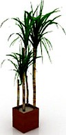 Palm 3D Model