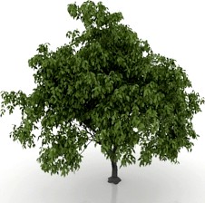 Tree 3D Model