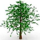 Tree 3D Model