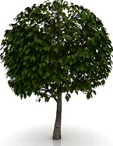 Tree 3D Model