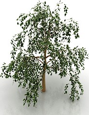 Tree 3D Model