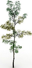 Tree 3D Model