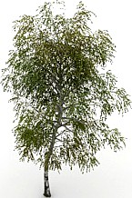 Tree 3D Model