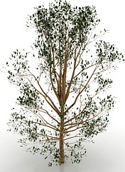 Tree 3D Model
