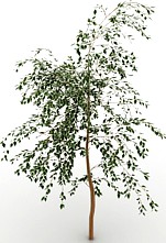 Tree 3D Model