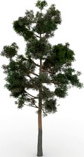 Pine-tree 3D Model
