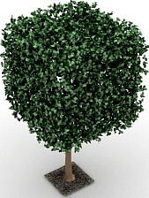 Tree 3D Model