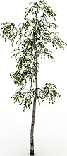 Tree 3D Model
