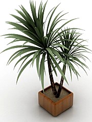 Palm 3D Model