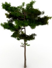 Pine-tree 3D Model