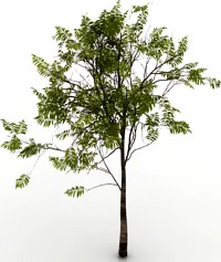 Tree 3D Model