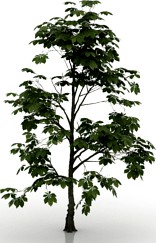 Chestnut 3D Model