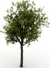 Tree 3D Model