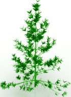 Tree 3D Model