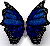 Butterfly 3D Model
