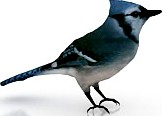 Bird 3D Model