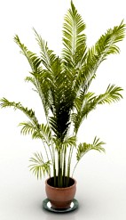 Palm 3D Model