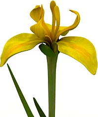 Flower 3D Model