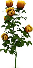 Roses 3D Model