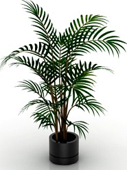Palm 3D Model