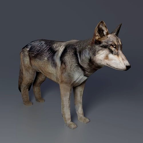 Gray Wolf