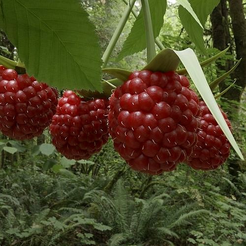 animated raspberries