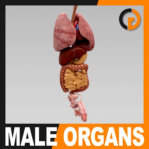 Human Body Internal Organs - Anatomy