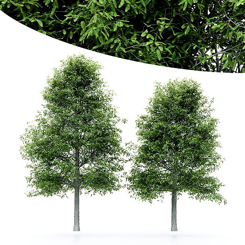 2diffrent tree Shingle Oak 2 trees Models in the scene