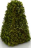 Bush 3D Model