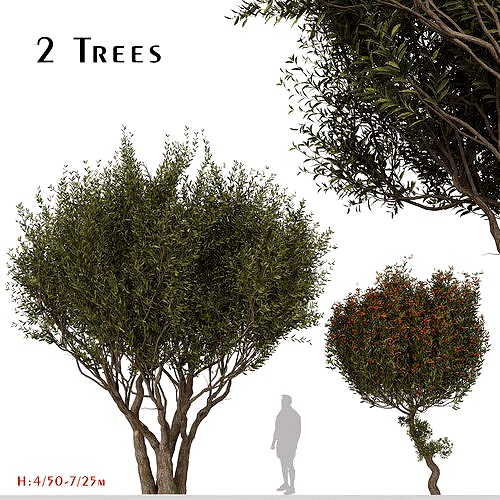 Set of Arbutus unedo or Strawberry Tree - 2 Trees