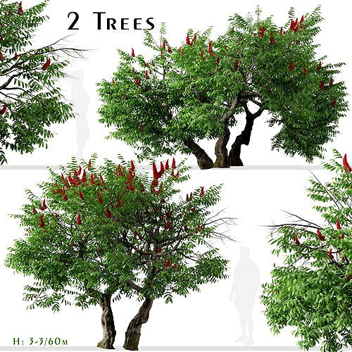 Set of Rhus typhina or Staghorn sumac Trees - 2 Trees