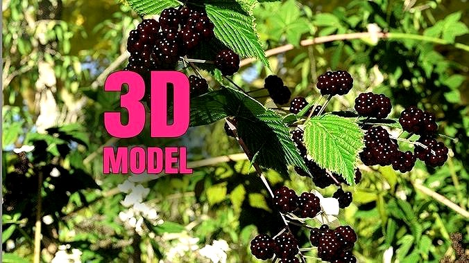 Bramble Blackberry and Briar Plants