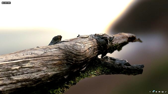 Textured tree trunk