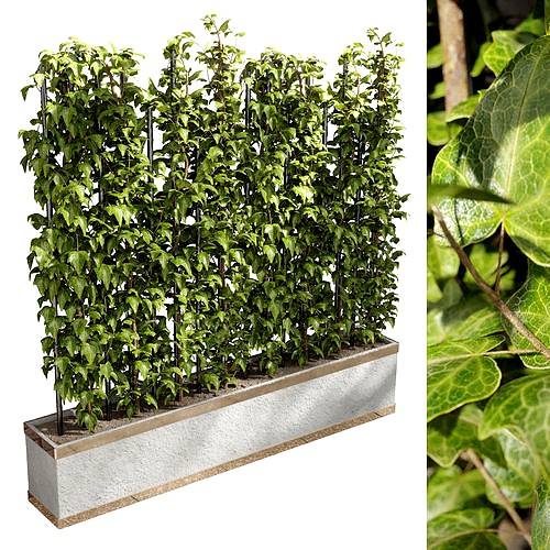 ivy parttion wall vertical garden set 03